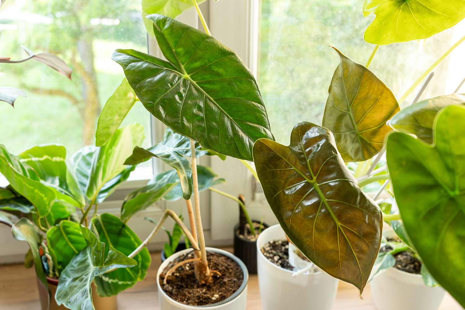 Indoor Plants That Add Freshness to Your Apartment’s Kitchen