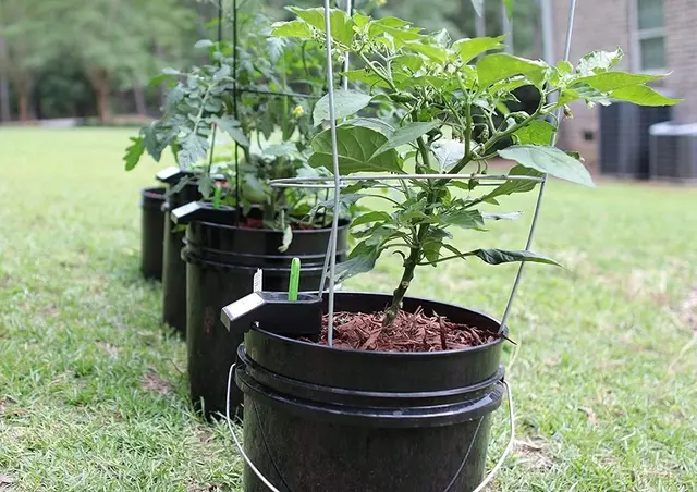 DIY Plant Watering Systems for Apartment Gardens