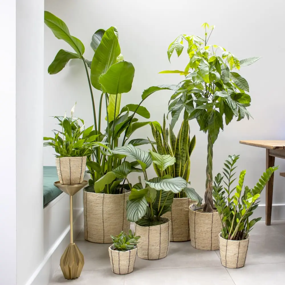 How to Combine Containers for a Beautiful Indoor Garden Display