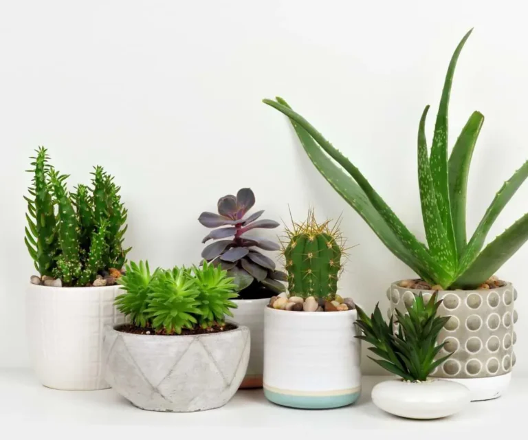 Comprehensive Guides to Indoor Plant Varieties