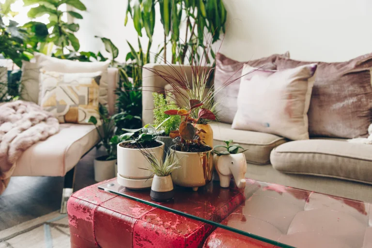 Seasonal Light Changes: How They Affect Your Indoor Plants