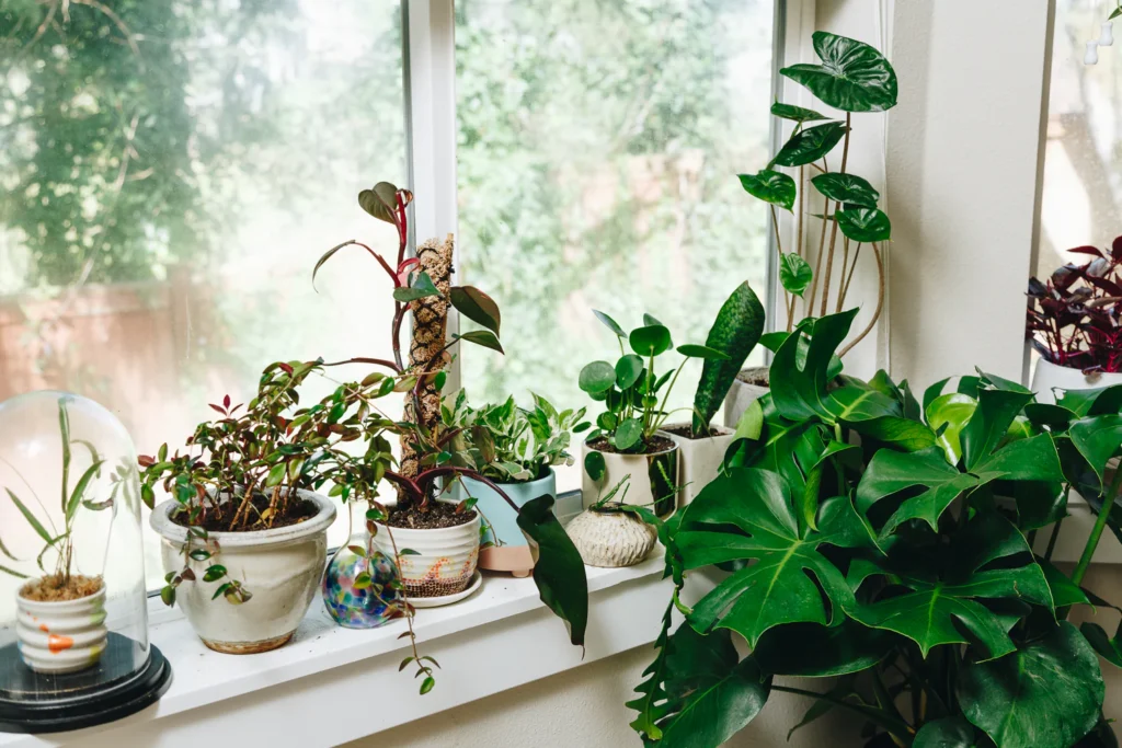 Seasonal Light Changes: How They Affect Your Indoor Plants