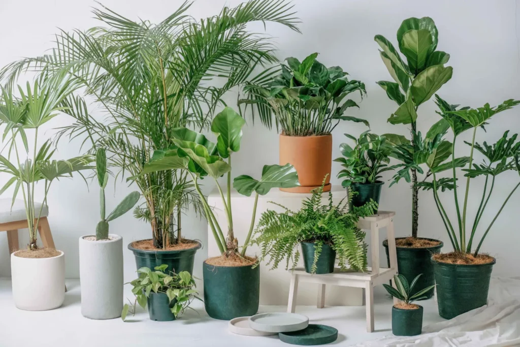 How to Style Indoor Plants for a Cozy Apartment