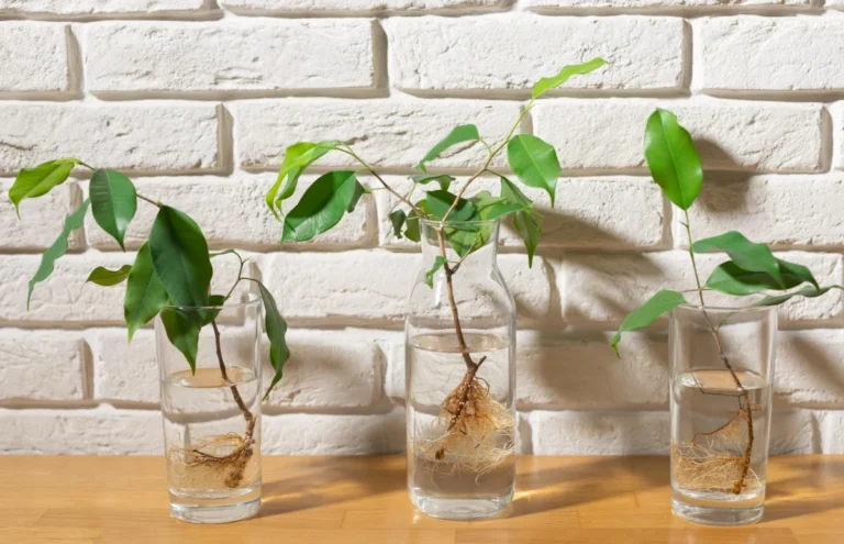 Best Methods for Propagating Common Apartment Plants