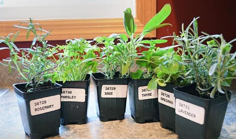 How to Grow Herbs in Containers in Your Apartment