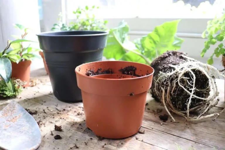 Tips for Successful Repotting Without Stressing Your Plants