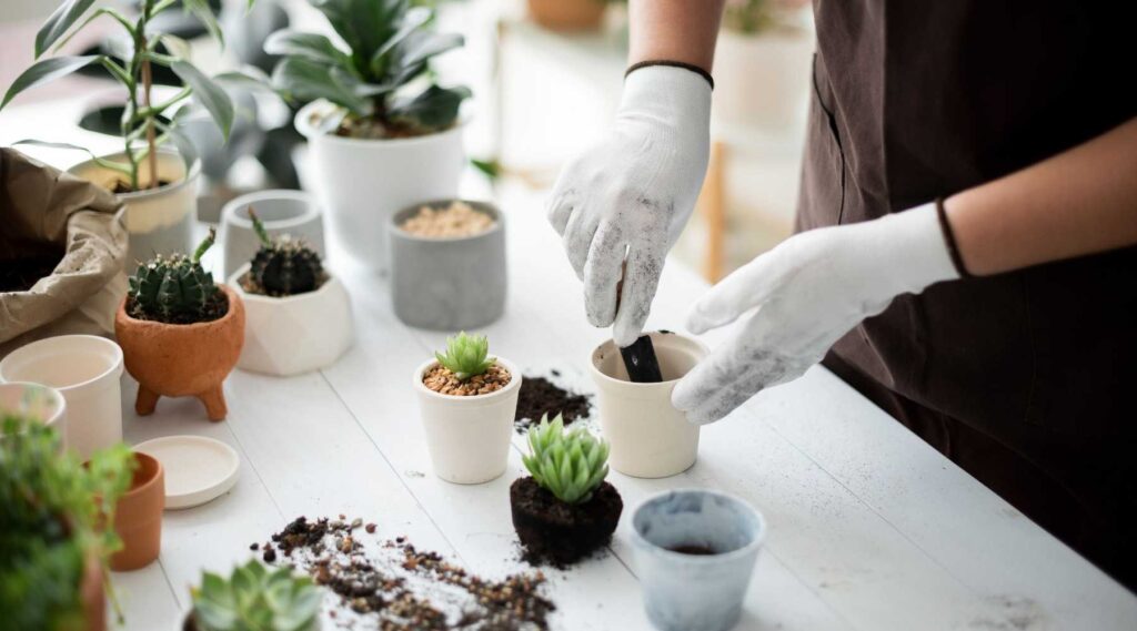 Signs Your Plant Needs Repotting and How to Do It