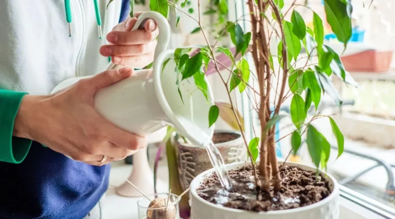 Common Mistakes to Avoid When Propagating Indoor Plants