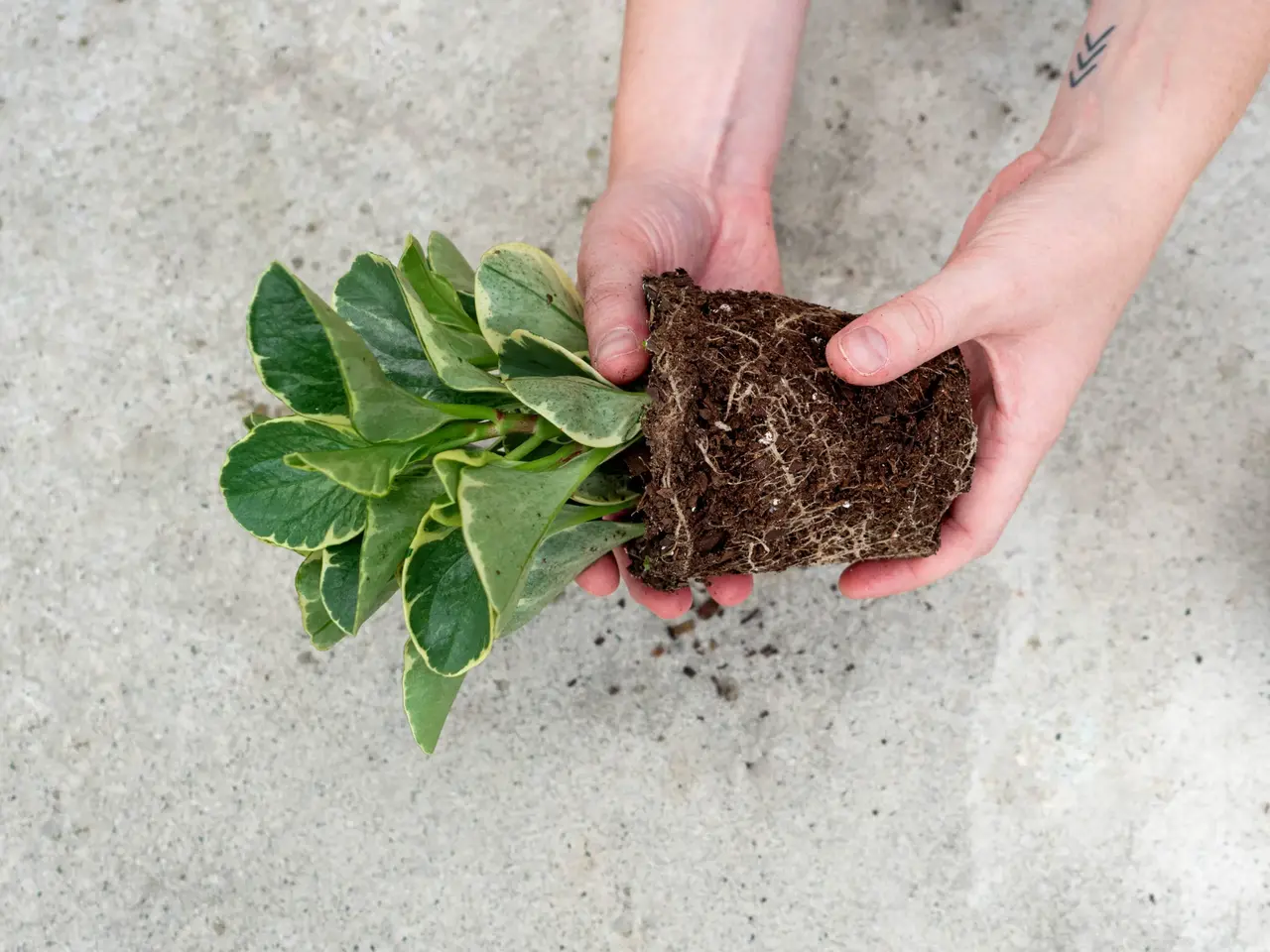 How to Ensure Proper Drainage in Your Plant Containers