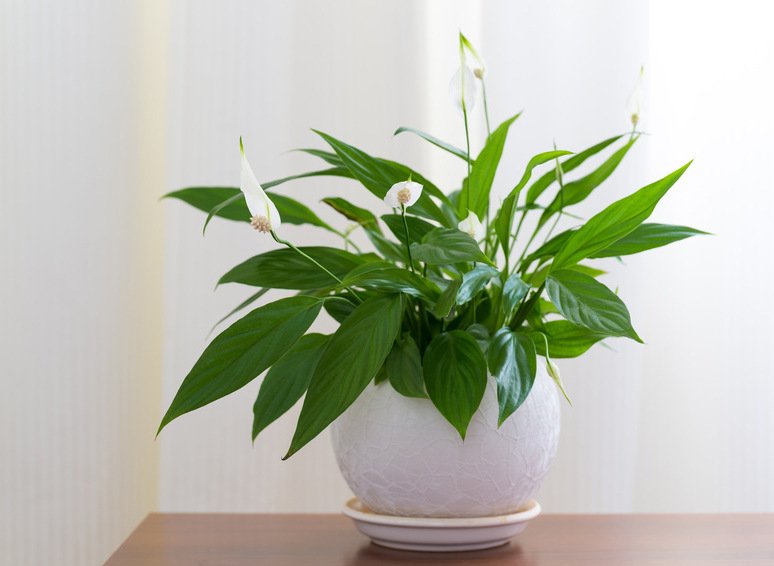 10 Best Low-Light Plants for Apartment Living