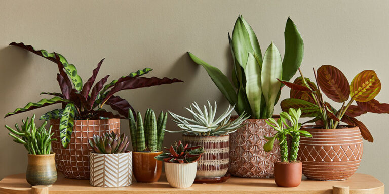 How to Choose the Right Pot for Your Indoor Plants