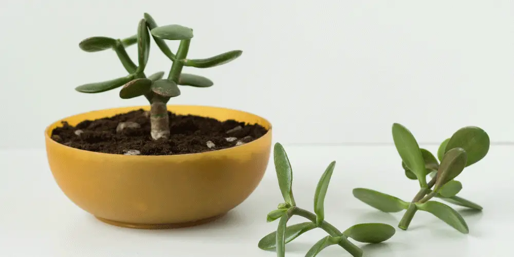 How to Propagate Succulents and Cacti in Your Apartment