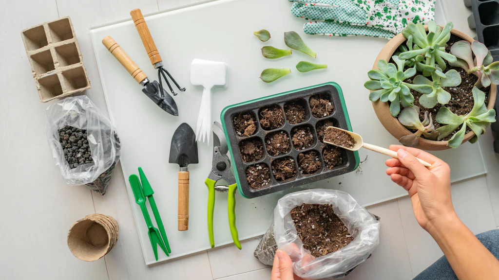 How to Propagate Succulents and Cacti in Your Apartment