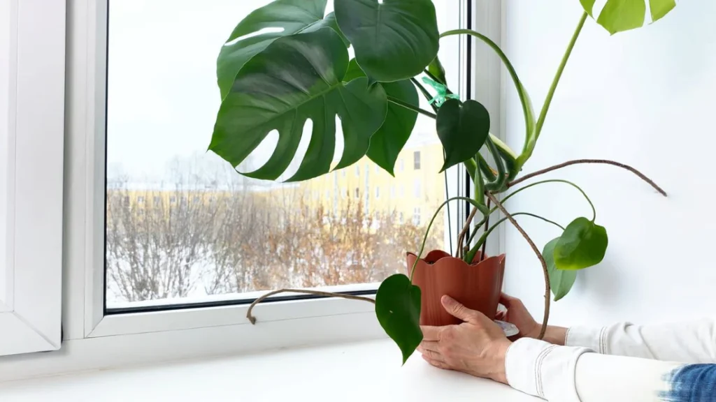 Best Indoor Plants for Winter Months