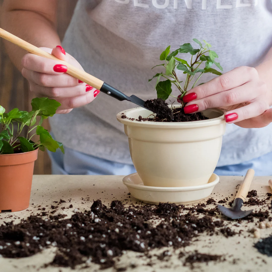 How to Propagate Your Favorite Plants with Ease