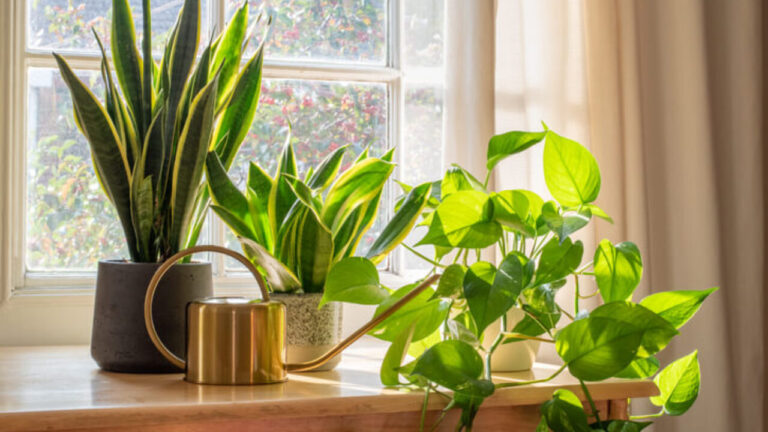 Best Organic Solutions for Indoor Plant Health