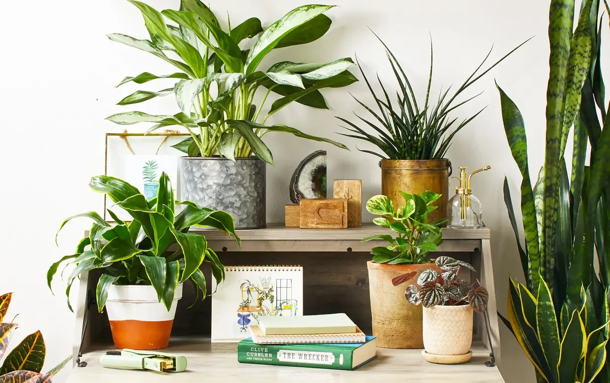 Choosing the Best Containers for Apartment Plants