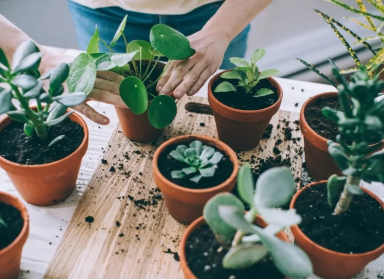 How to Propagate Your Favorite Plants with Ease