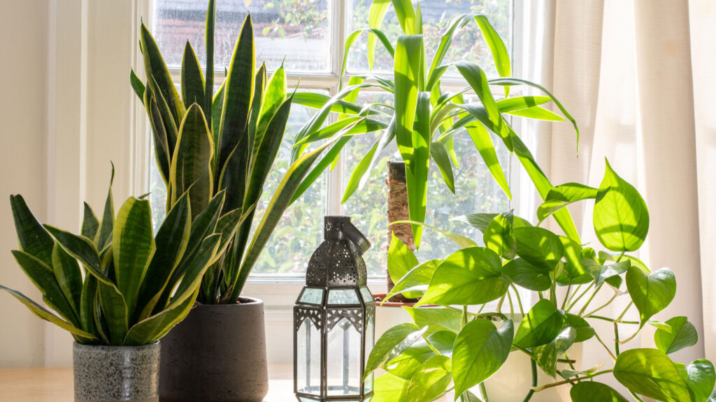 How to Choose the Right Plants for Your Apartment’s Climate