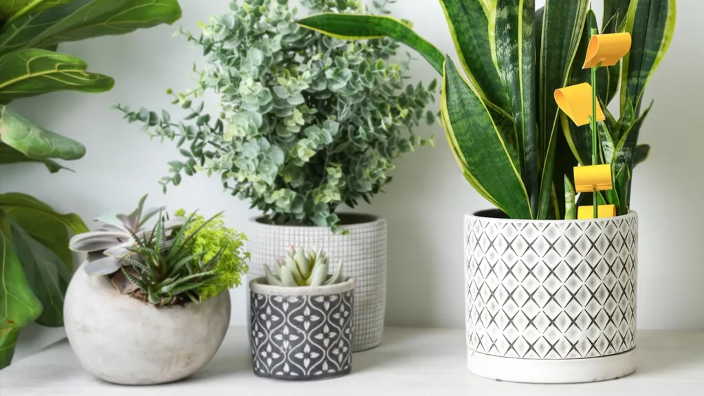 Fall Plant Care Tips: Preparing Your Indoor Plants for Cooler Weather