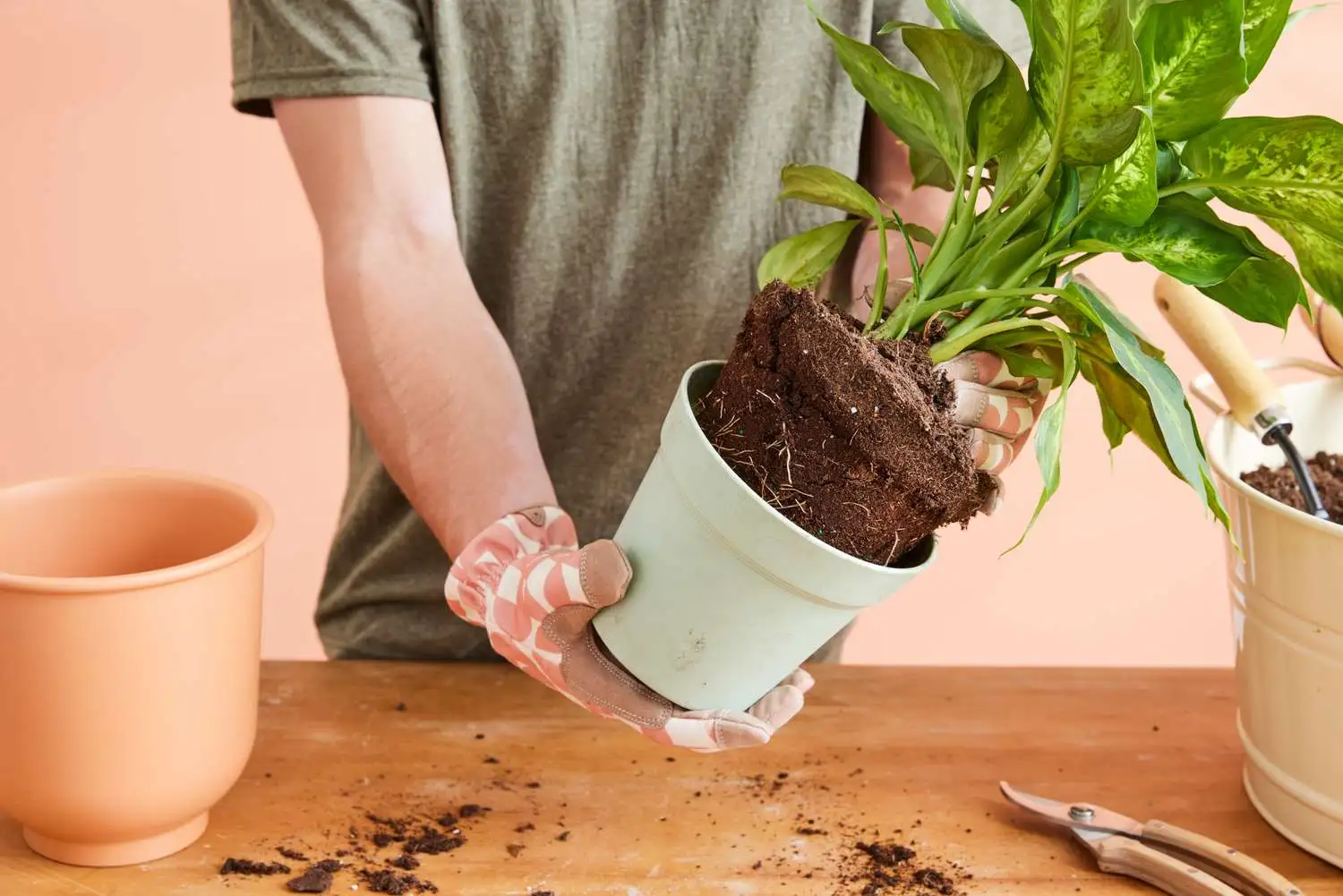 How to Repot Your Plants Without Causing Root Damage