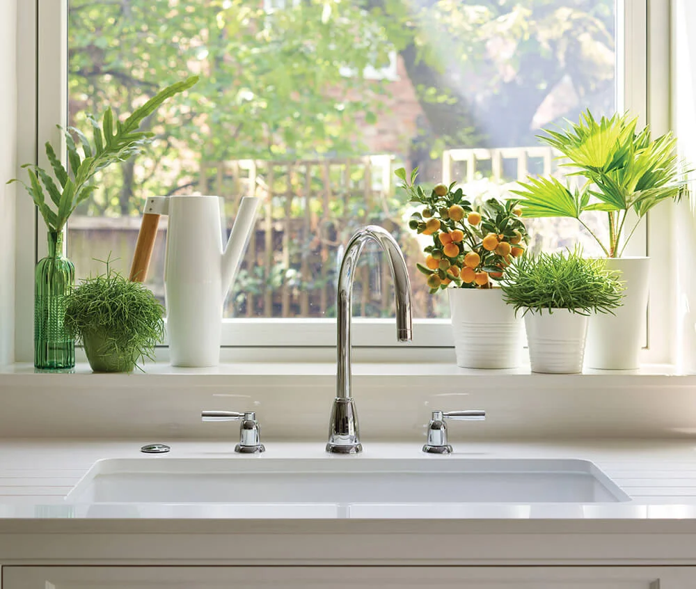 Kitchen Plants That Thrive in a Warm, Humid Environment