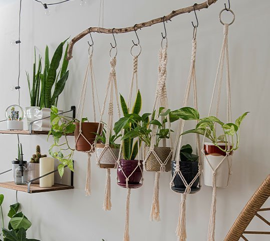 Unique Indoor Plants to Add Character to Your Apartment