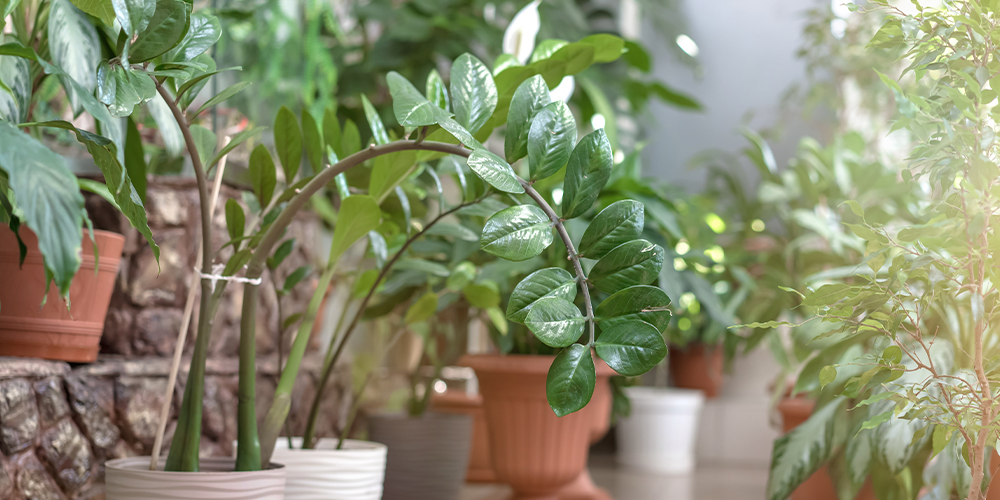 How to Avoid Common Seasonal Mistakes with Indoor Plants