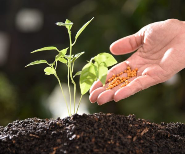 How to Prepare Your Indoor Plants for Summer Heat