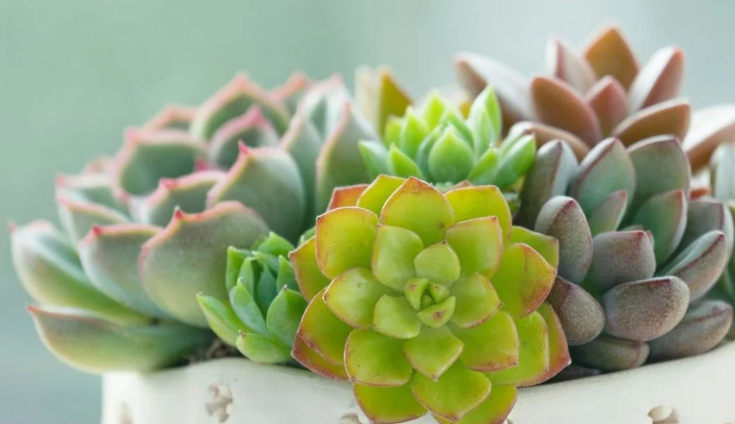 Top 5 Plants That Are Perfect for Propagation Beginners