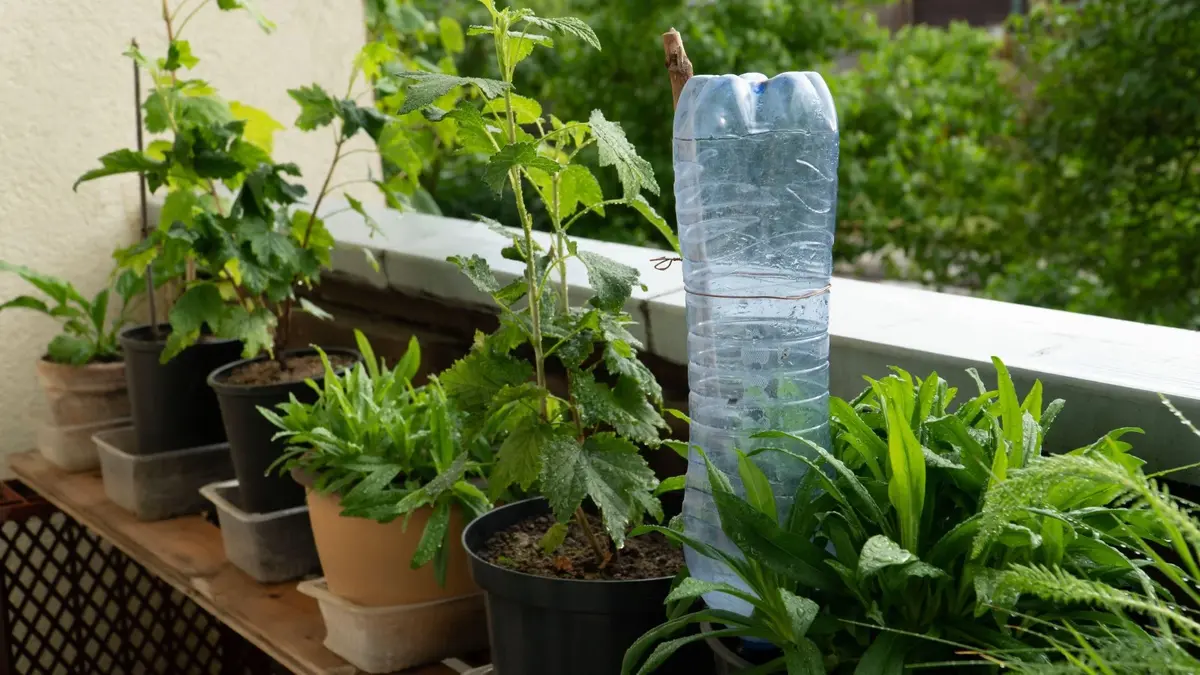 DIY Plant Watering Systems for Apartment Gardens