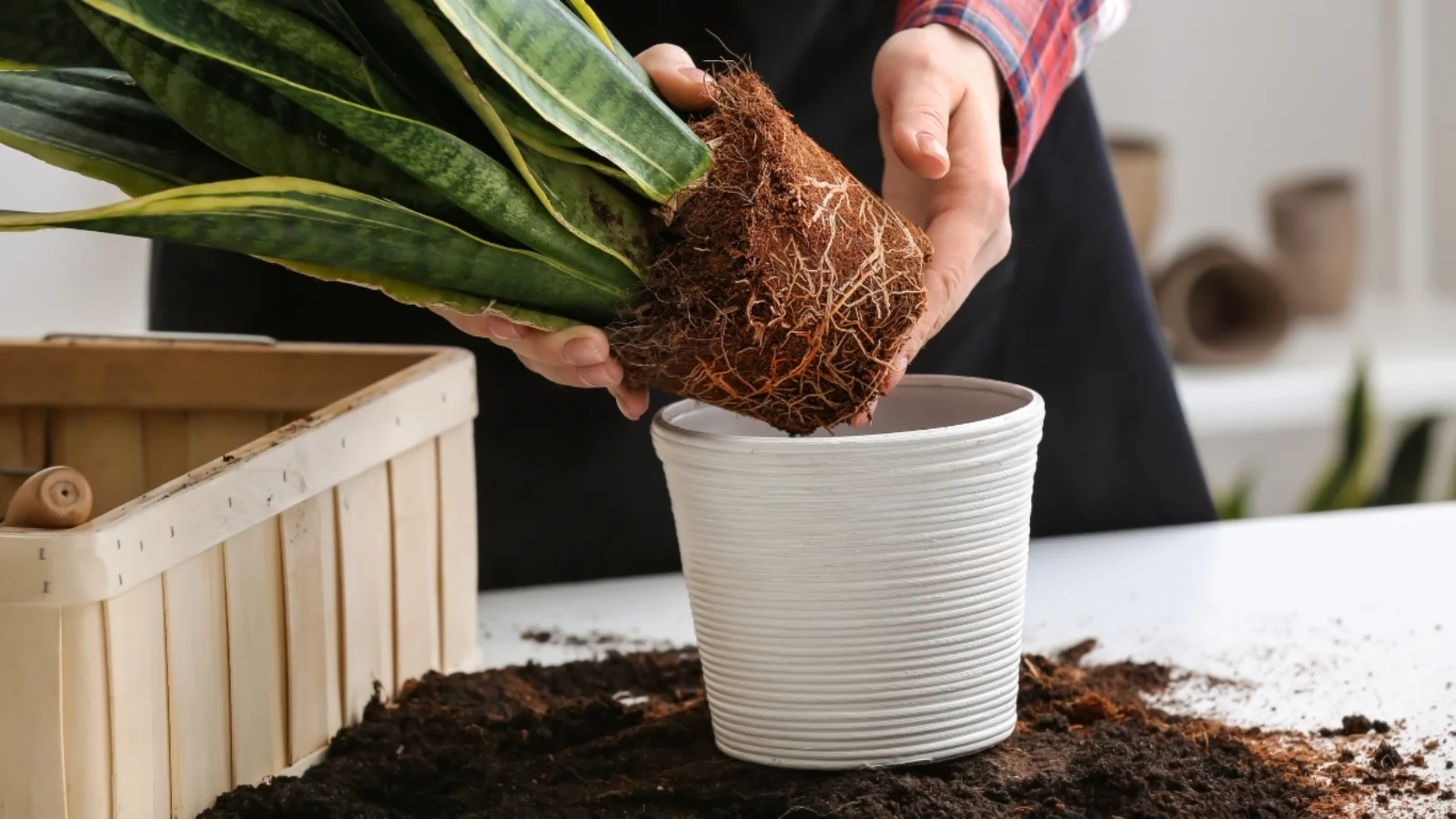 Tips for Successful Repotting Without Stressing Your Plants