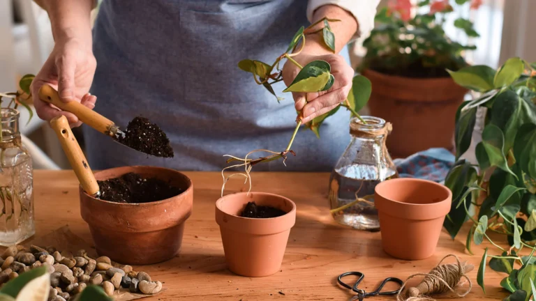 How to Start Plant Cuttings in Water vs. Soil