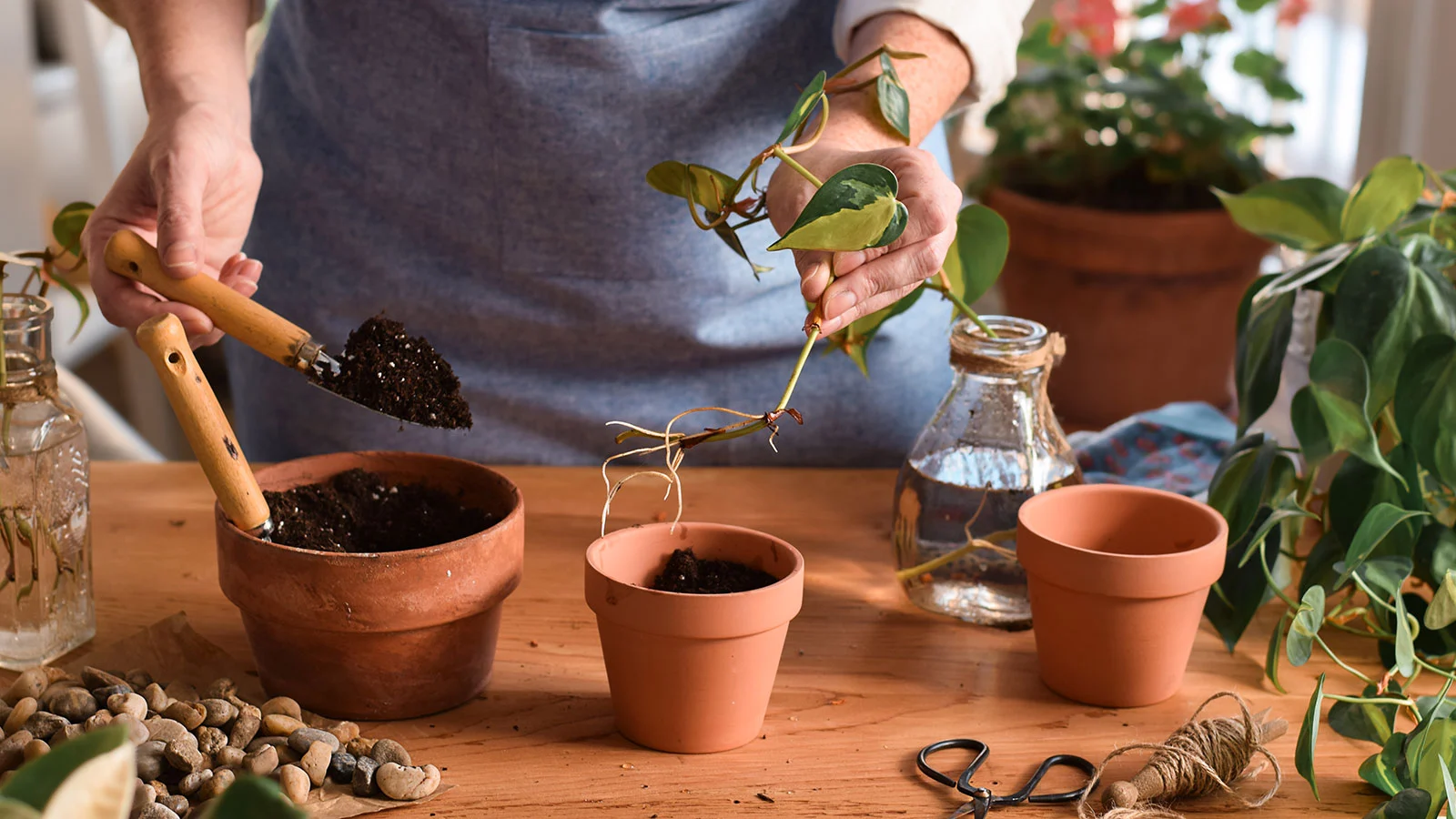 How to Successfully Grow New Plants from Cuttings