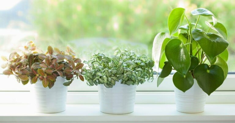 Top Air-Purifying Plants for Cleaner Apartment Air