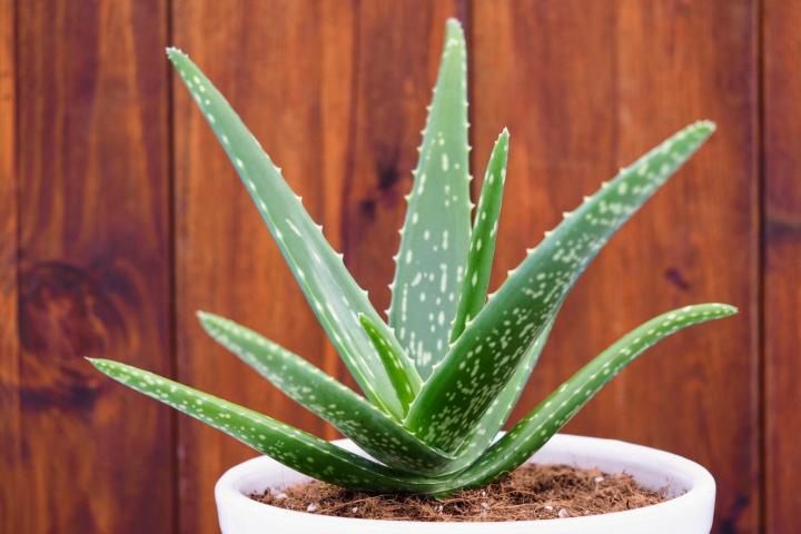 10 Easy-to-Care-for Plants Perfect for Apartment Beginners