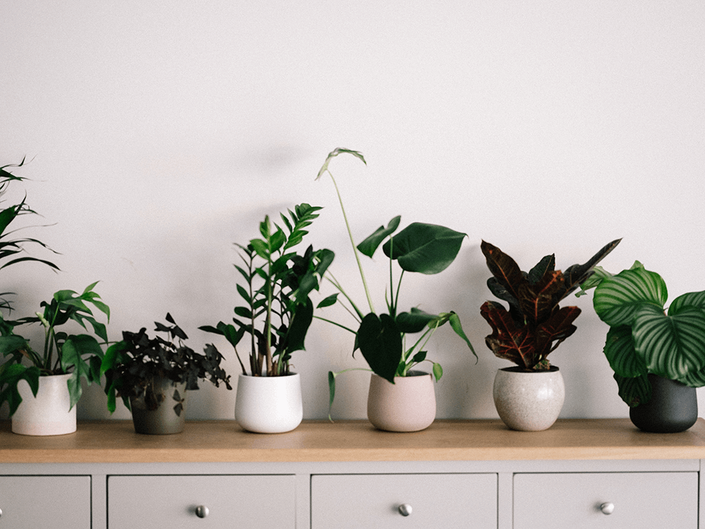 How to Choose the Right Pot for Your Indoor Plants