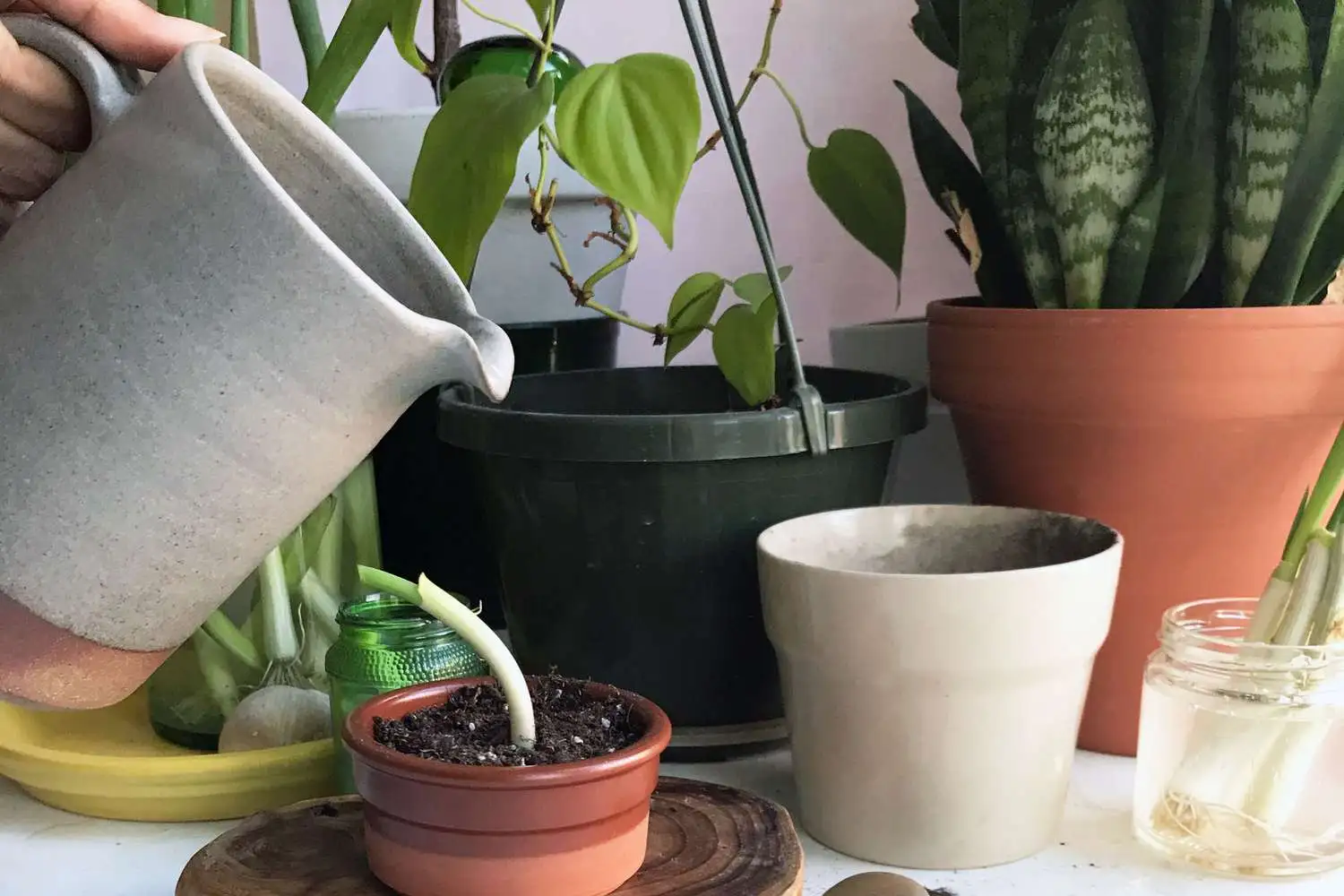 Top Potting Mistakes to Avoid in Your Apartment GardenTop Potting Mistakes to Avoid in Your Apartment Garden