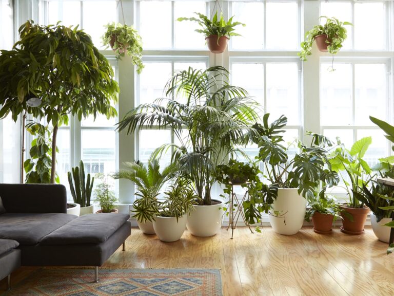 Best High-Light Plants for Sunlit Apartments