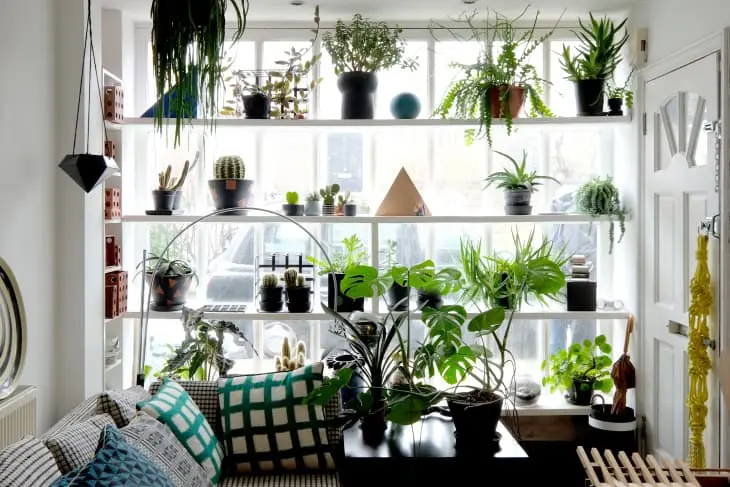 Best Plant Displays for Small Apartment Spaces