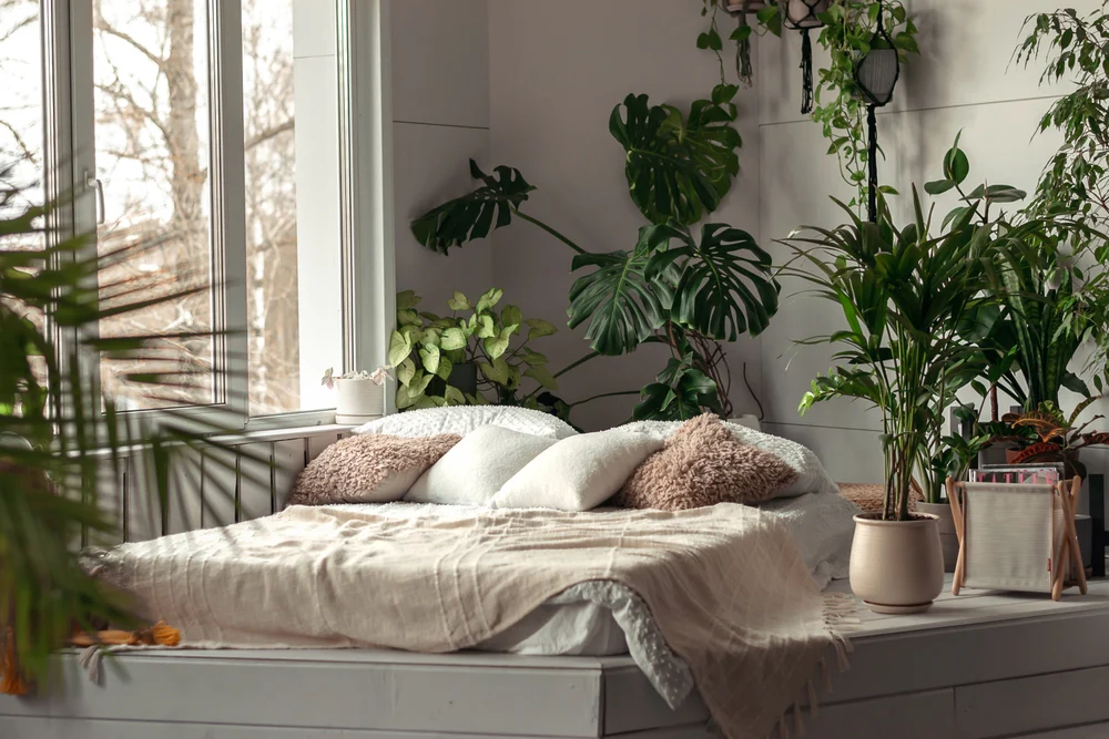 Bedroom Plants That Promote Better Sleep and Relaxation