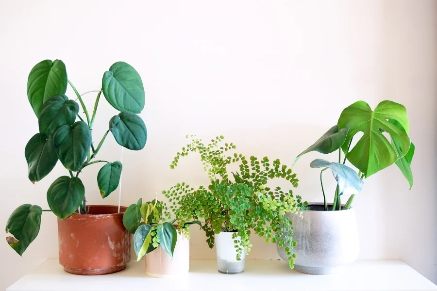 Best Plants for Small Apartments with Limited Space