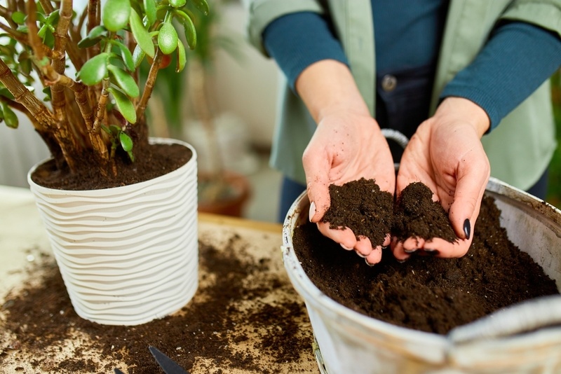 Signs Your Indoor Plants Are Overwatered and How to Fix It