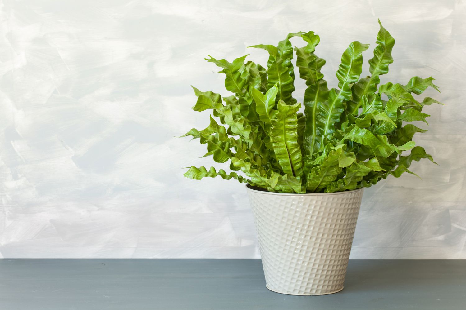 10 Indoor Plants That Thrive in High Humidity