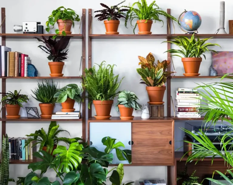 Mixing and Matching Indoor Plants for a Stylish Look