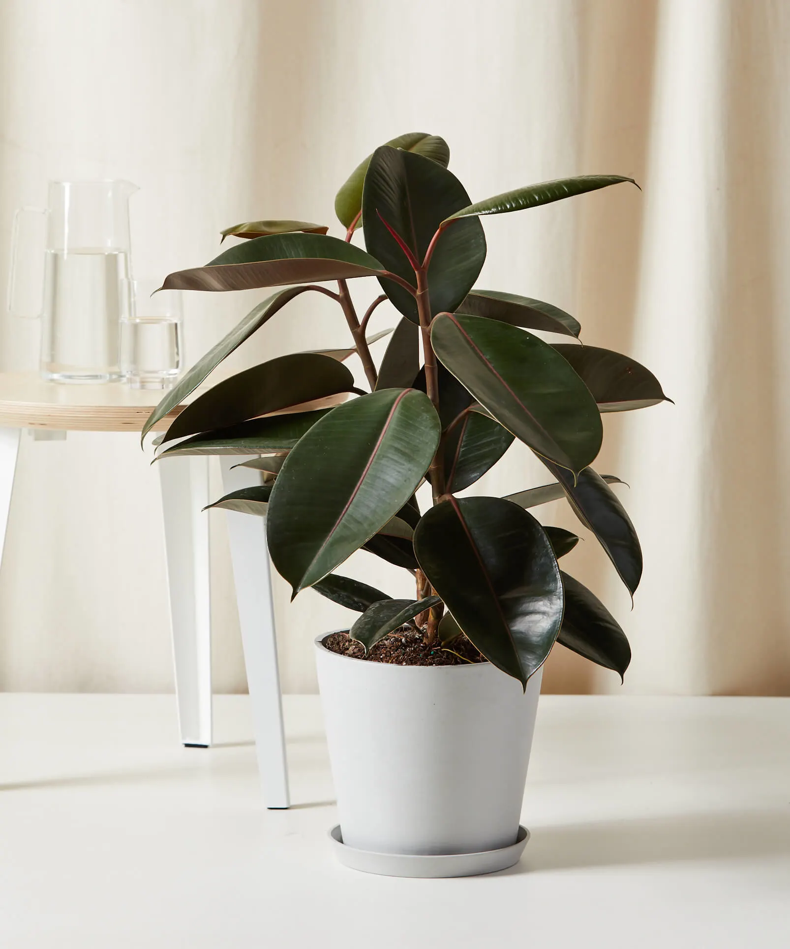 Plants to Avoid in Small Apartments: What Not to Choose