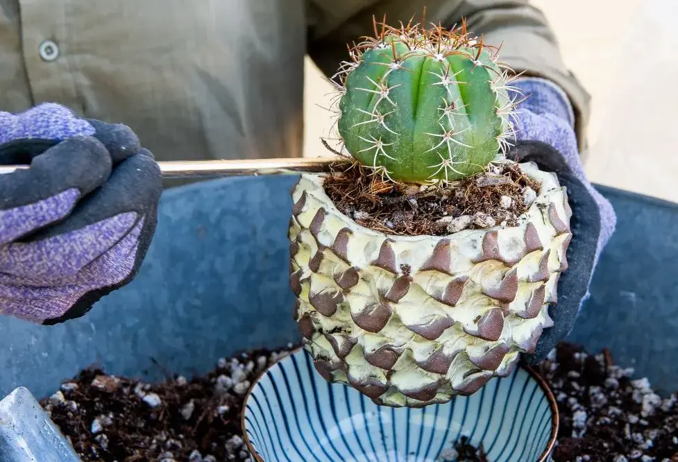 When and How to Repot Succulents and Cacti in Your Apartment