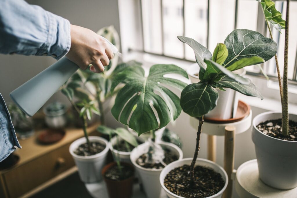 Best Organic Solutions for Indoor Plant Health