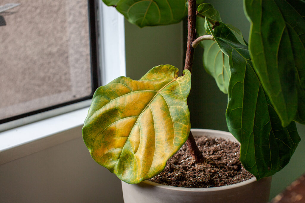 Seasonal Light Changes: How They Affect Your Indoor Plants