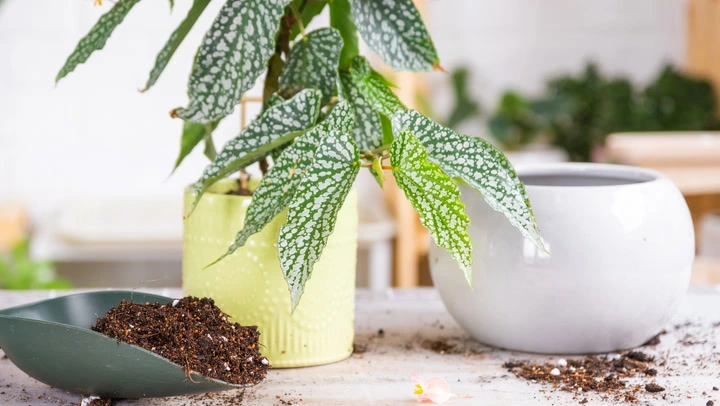 How to Care for Your First Apartment Plants: A Step-by-Step Guide